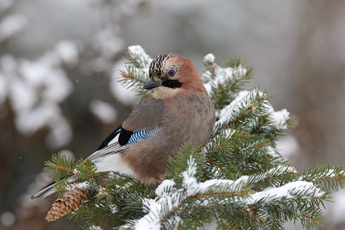 Сойка Лесная зимой
