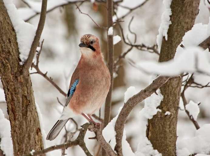 Сойка в России зимой