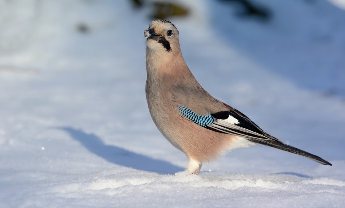Сойка Лесная в Сибири