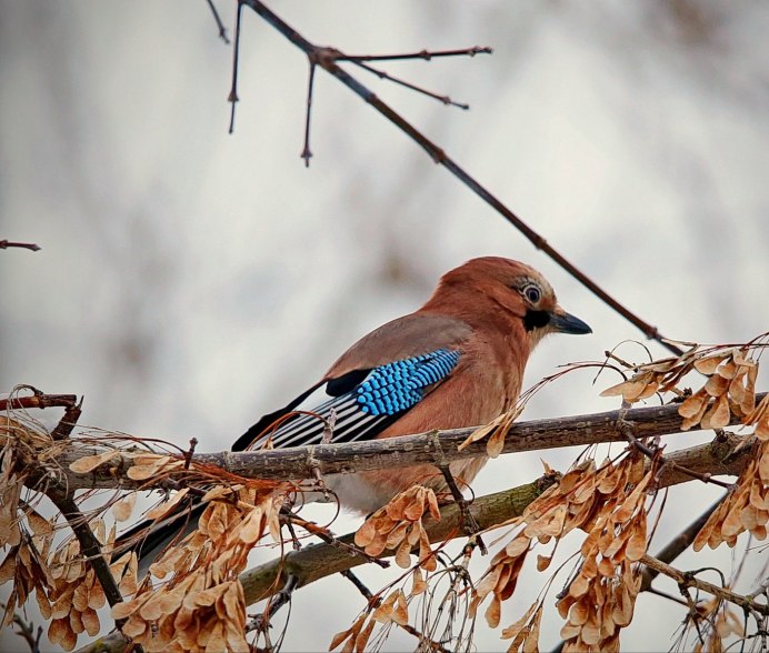 Зима птицы Горная Шория