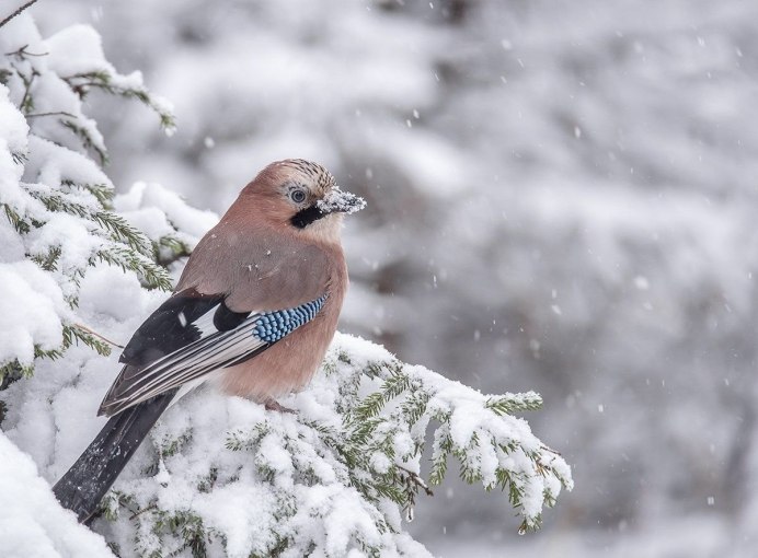 Зимующие птицы Сойка