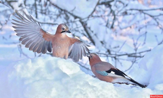 Сойка на голубой ели птица