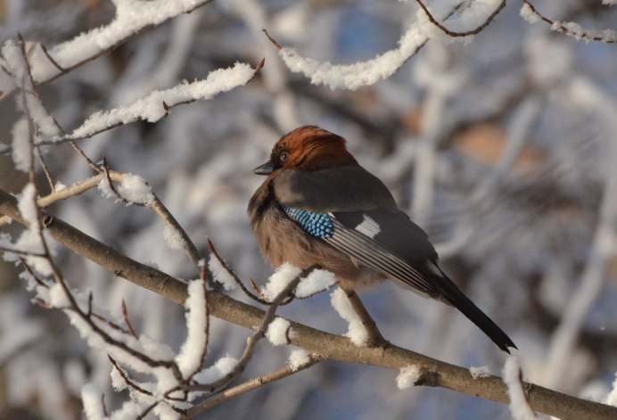Сойка Дальневосточная