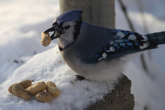 Сойка зимующая