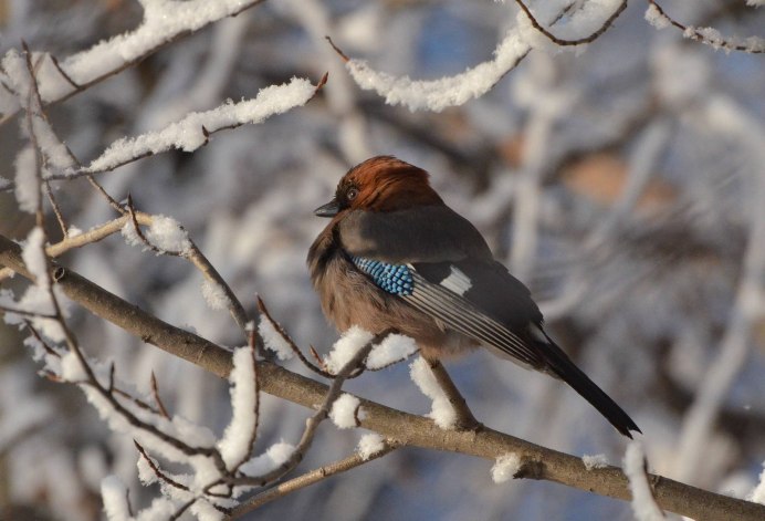 Птица Сойка и Кедровка