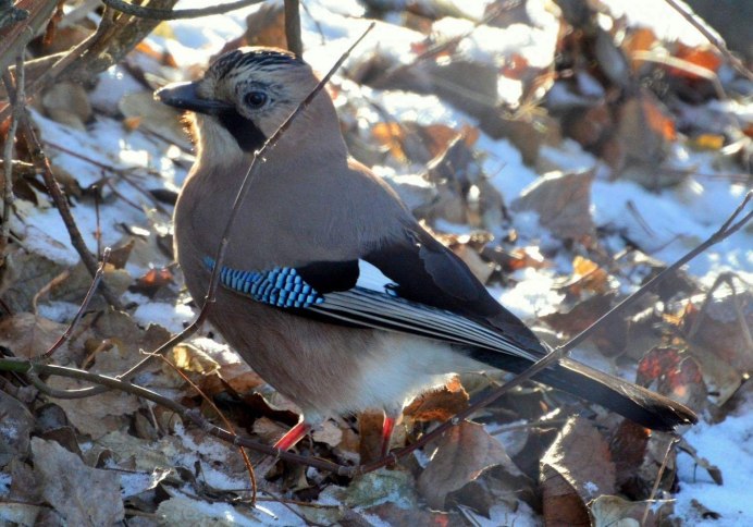 Зимующие птицы Чувашии Сойка