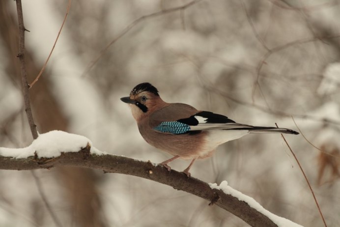 Сойка Лесная зимой