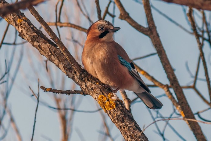 Зимующие птицы Сойка
