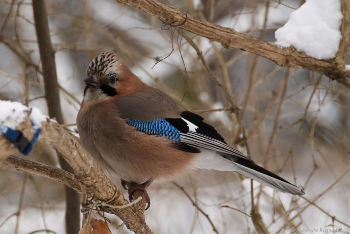 Сойка птица зимой