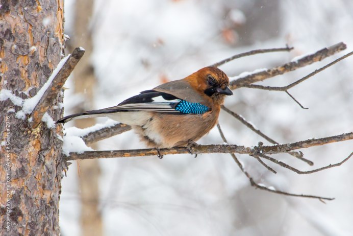 Птичка Сойка голубая