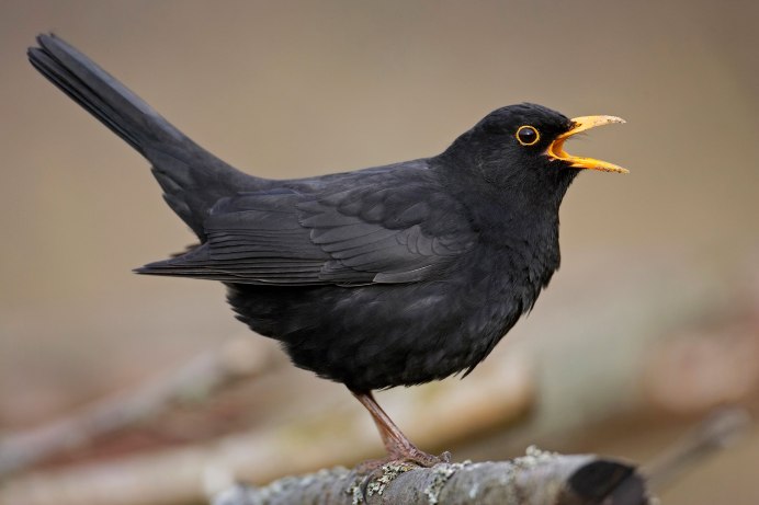 Blackbird птица