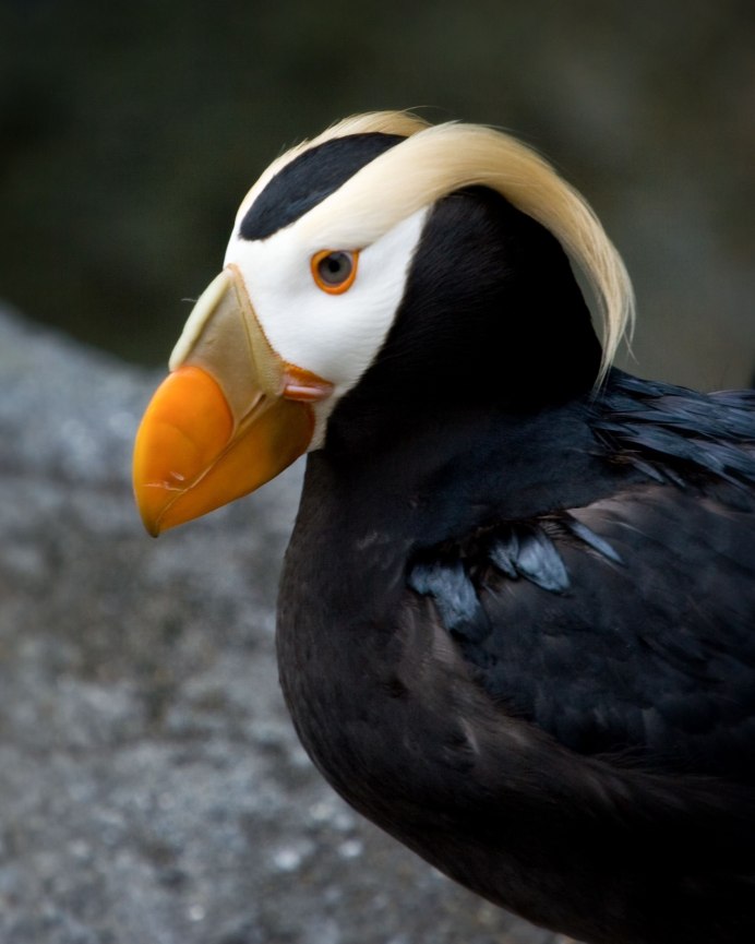 Puffin Тукан