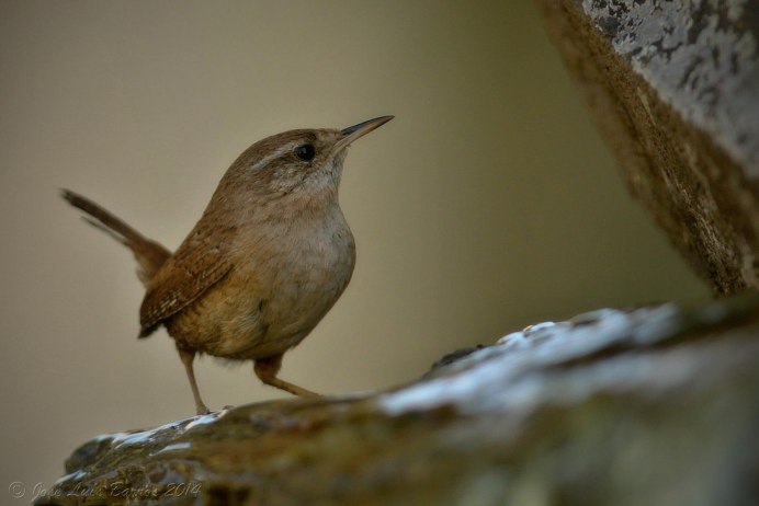 Бекас Долгонос птица
