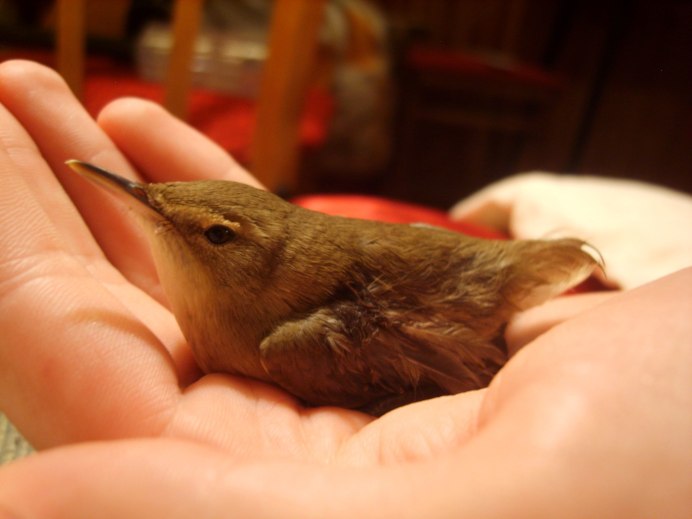 Красногрудый Зимородок