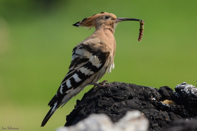 Птенец с длинным клювом