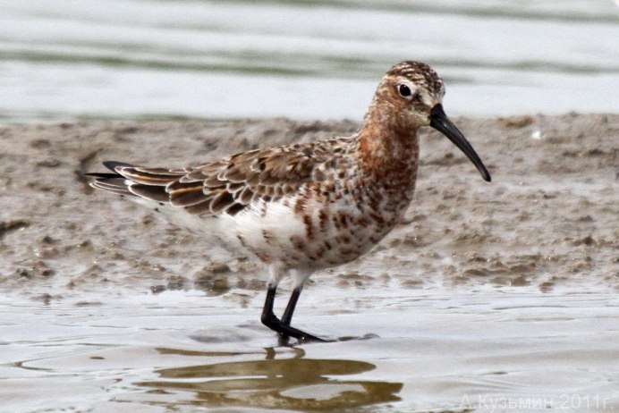 Удод птица Самарская область