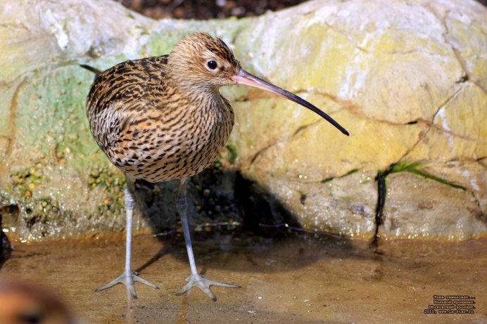 Кулик Бекас (Gallinago Gallinago)