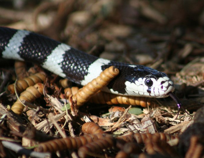 Королевский питон Albino