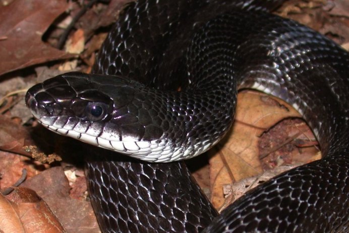Lampropeltis thayeri