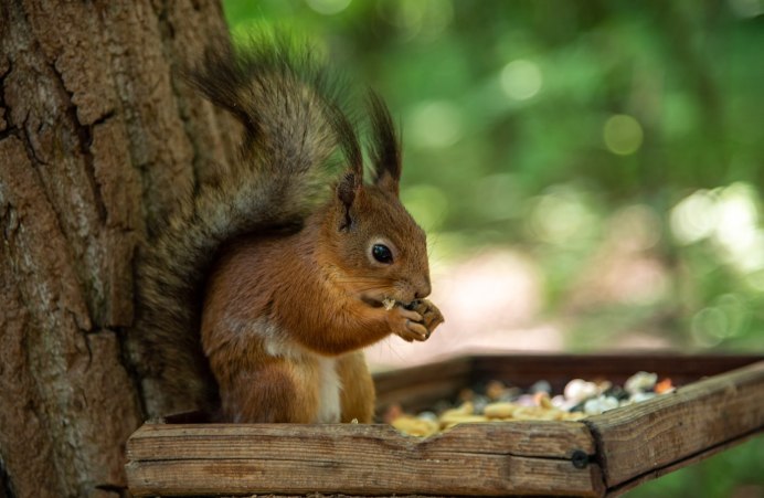 Белка (Sciurus)