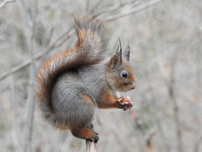 Белка (Sciurus)
