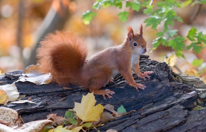 Белка обыкновенная – Sciurus vulgaris