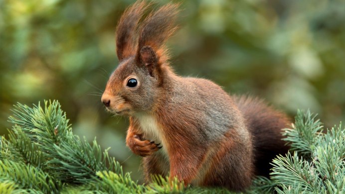 Белка обыкновенная – Sciurus vulgaris