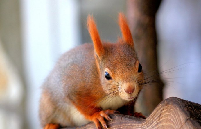 Sciurus vulgaris Балашова