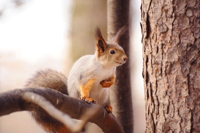 Обыкновенная белка Sciurus vulgari