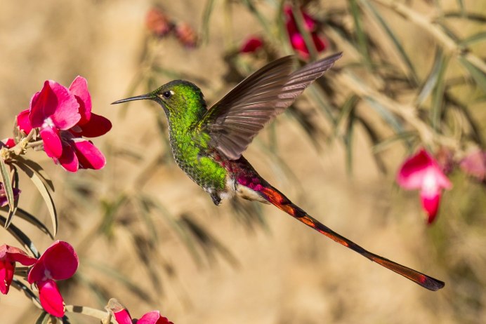 Paradisaea Guilielmi