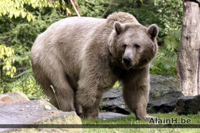Ursus arctos