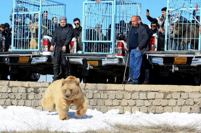 Сирийский медведь фото