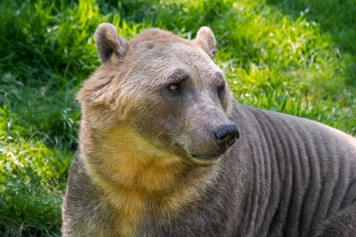 Planet Zoo медведь