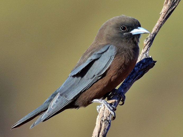 Артамы птицы фото