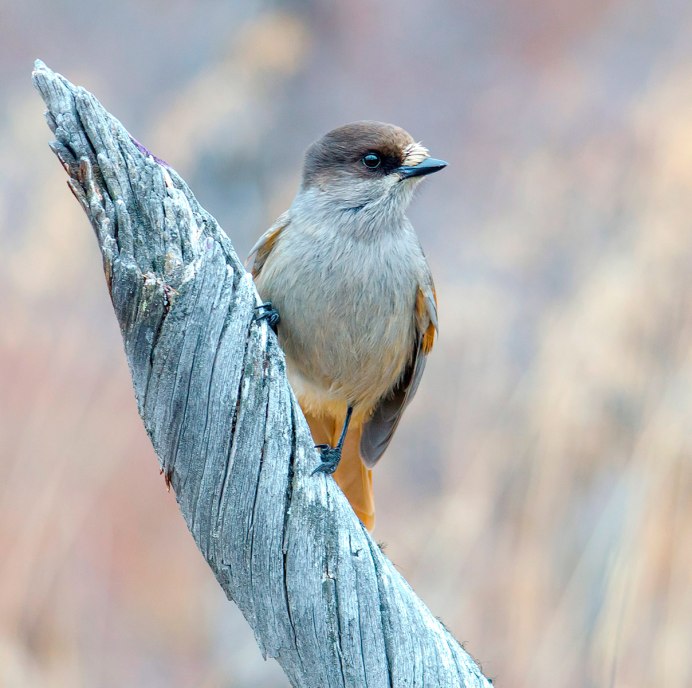 Хохлатый пересмешник