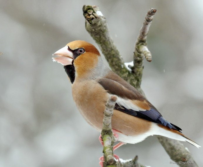 Сойка пересмешница птица