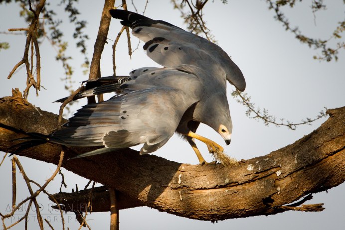 Дрозд пересмешник птица