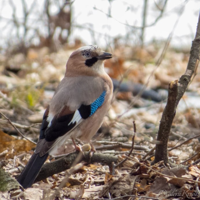 Птицы Подмосковья Сойка