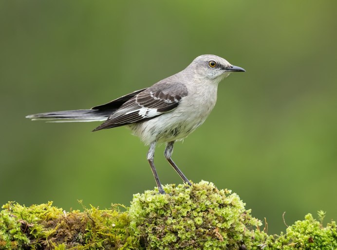 Сойка Крымская эндемик Крыма