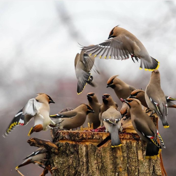 Птицы живущие стаями