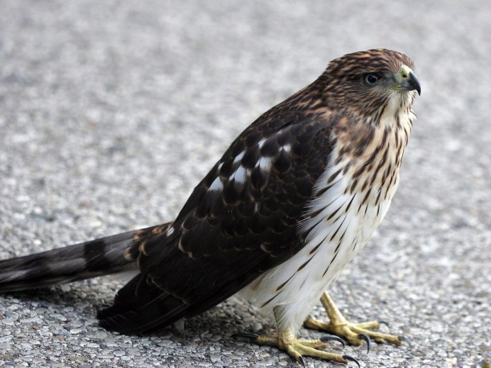 Сойка пересмешница птица