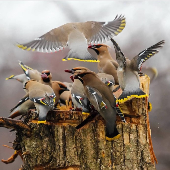 Птицы Владивостока