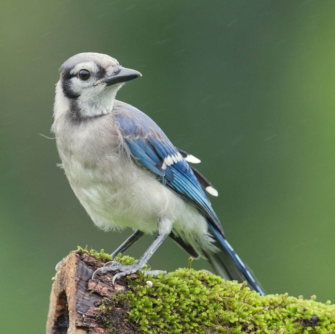 Сойка обыкновенная