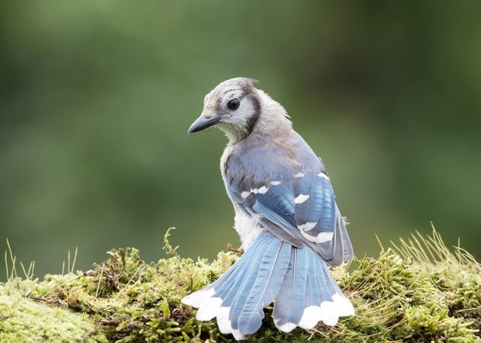 Сойка пересмешница птица