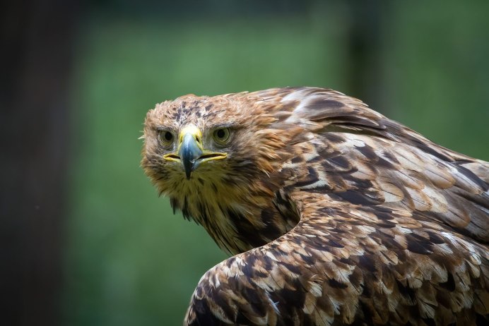 Птицы Академгородка Новосибирска