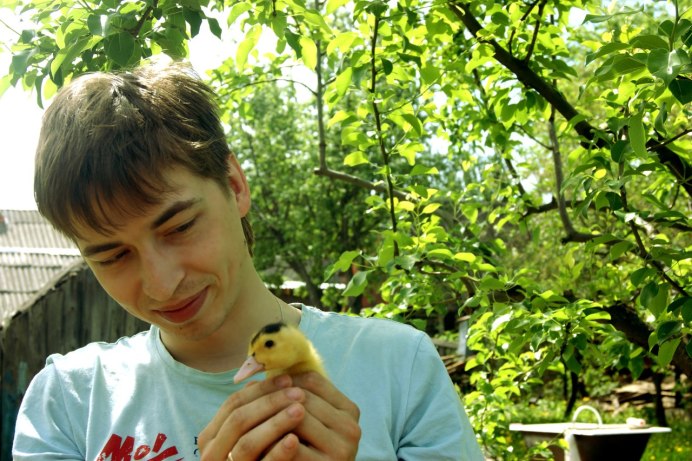 Сойка garrulus glandarius