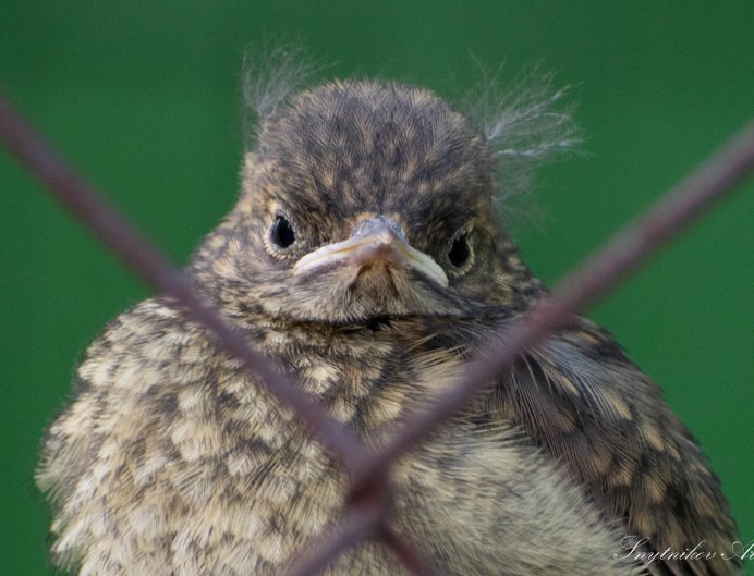 Птица Артем