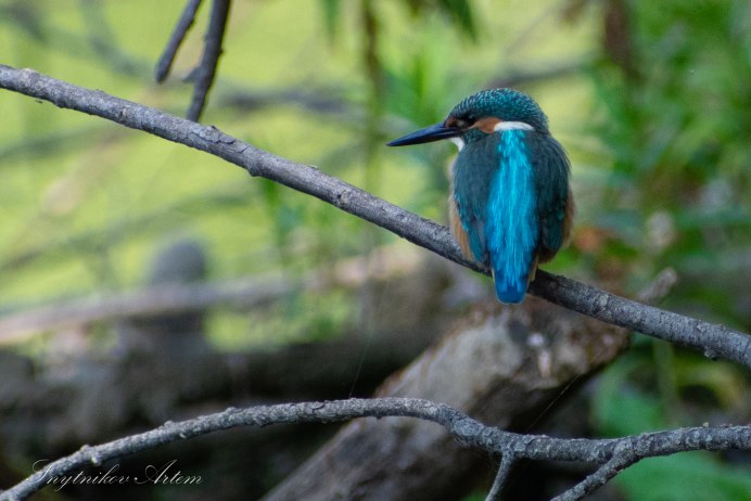 Сойка Сойка анфас