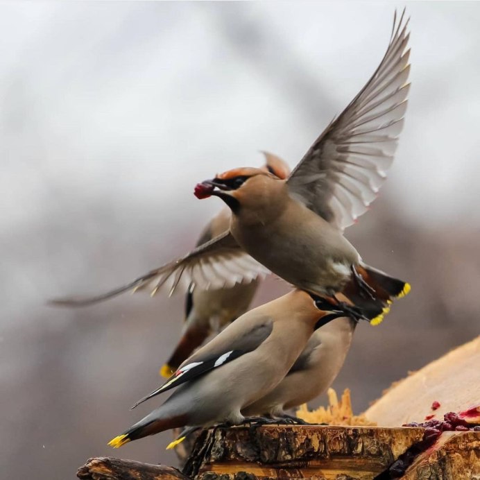 Птицы которые галдят