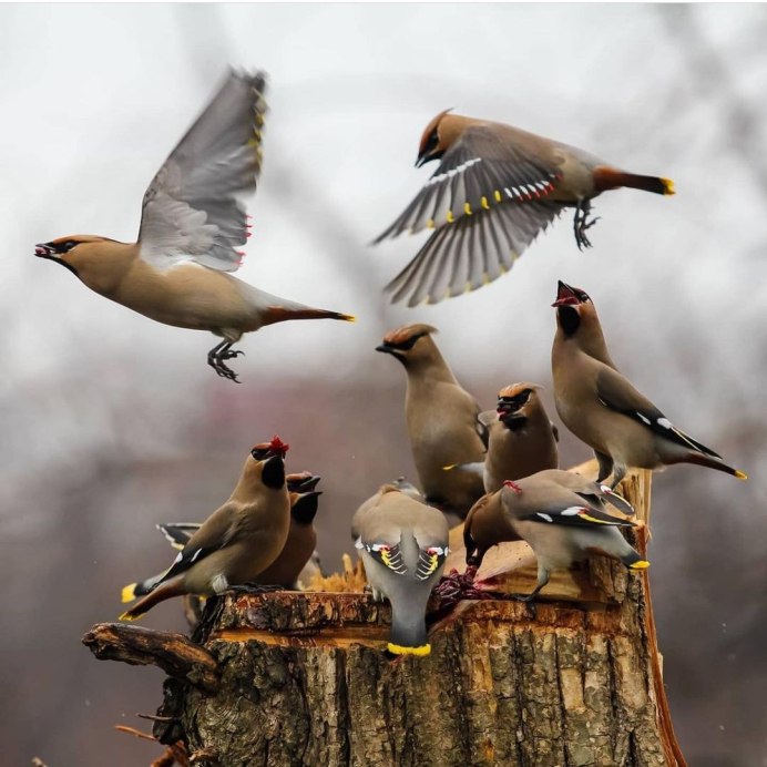 Стая свиристелей